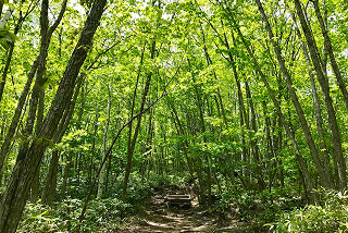 春～初夏に歩きたい新緑トレッキングルート5選