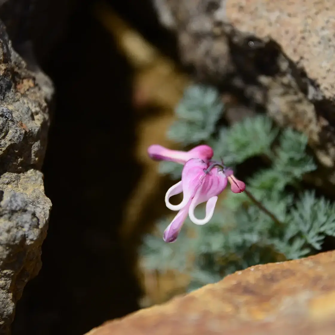 天空でお花畑散策