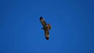ハチクマの幼鳥