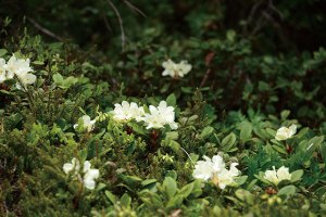 キバナシャクナゲ