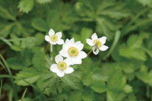 ハクサンイチゲ