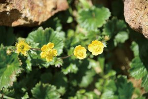 ミヤマダイコンソウ