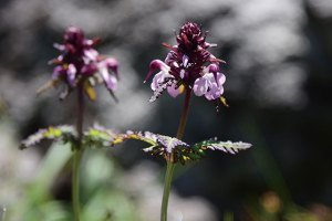 ヨツバシオガマ