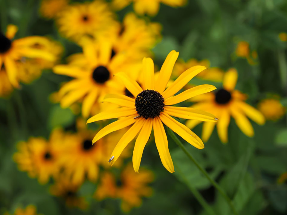 アラゲハンゴンソウ