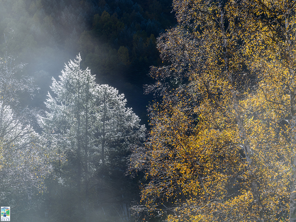 紅葉フォトコンテスト2024優秀賞-8