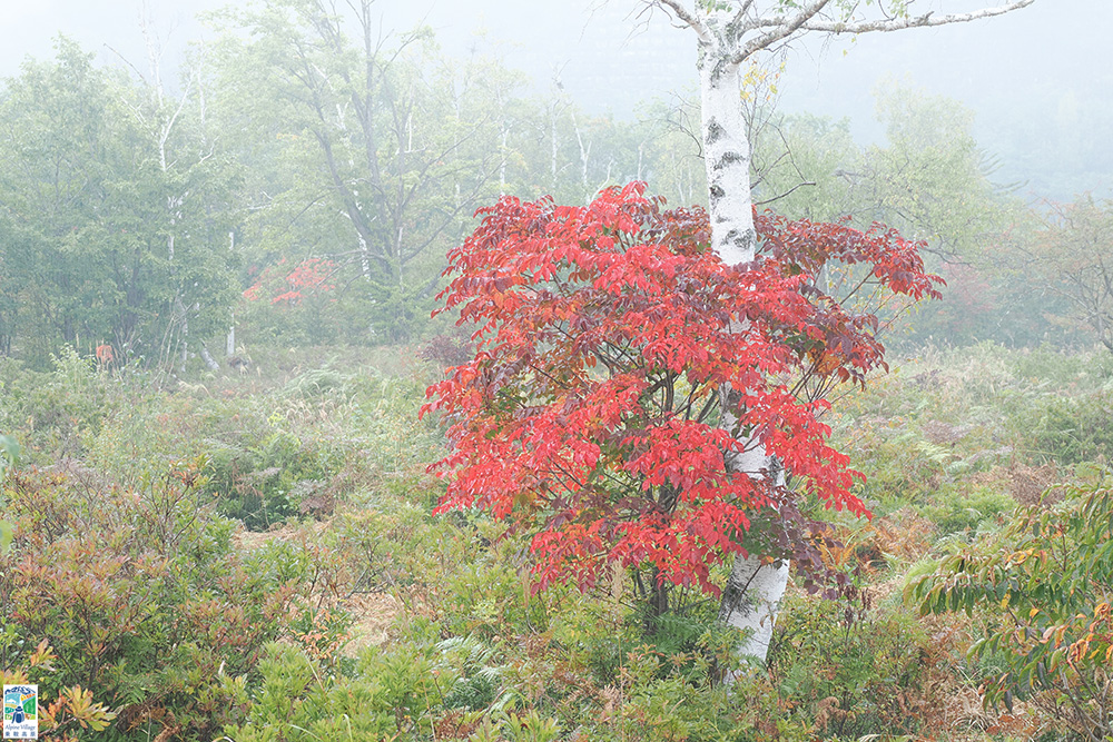 紅葉フォトコンテスト2025優秀賞-3