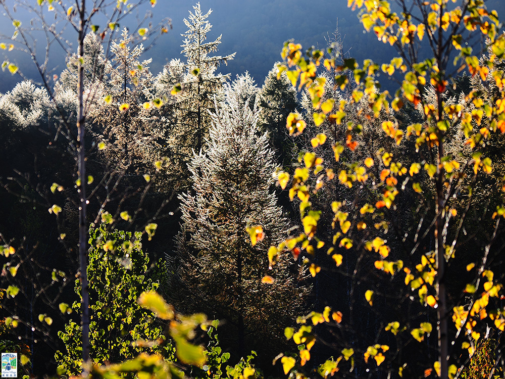紅葉フォトコンテスト2024優秀賞-10