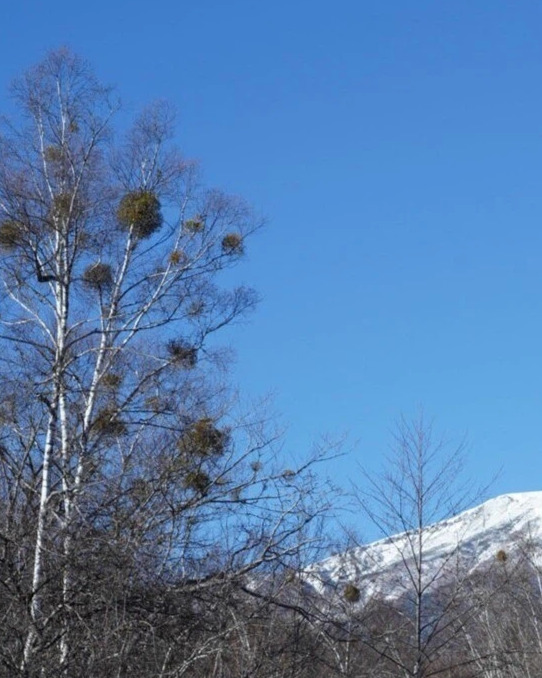 都会の“匂い”に疲れた心が、乗鞍の“透き通る空気”でほどけていく話